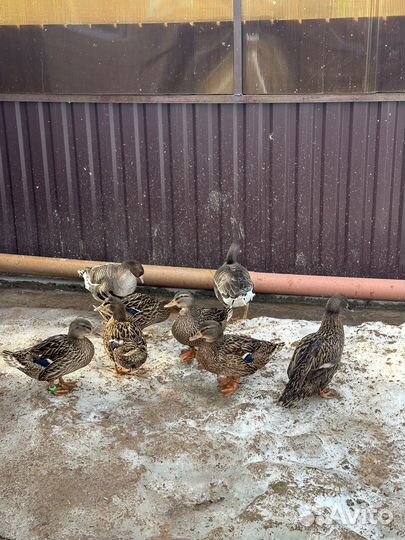 Подсадная кряковая утка