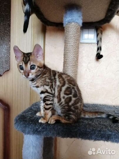 Бенгальские котята