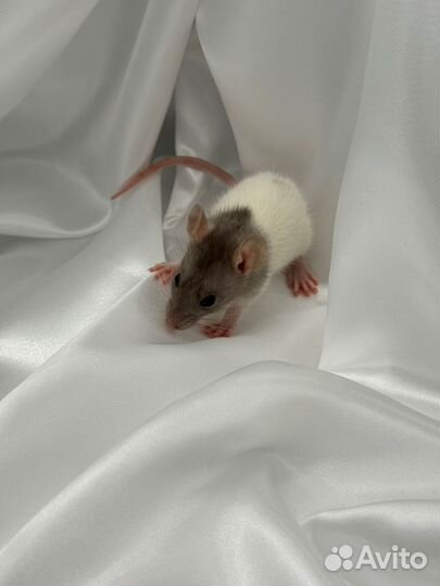 Крыса крысята питомник Москва