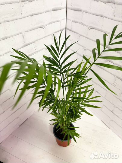 Пальма Хамедорея Элеганс