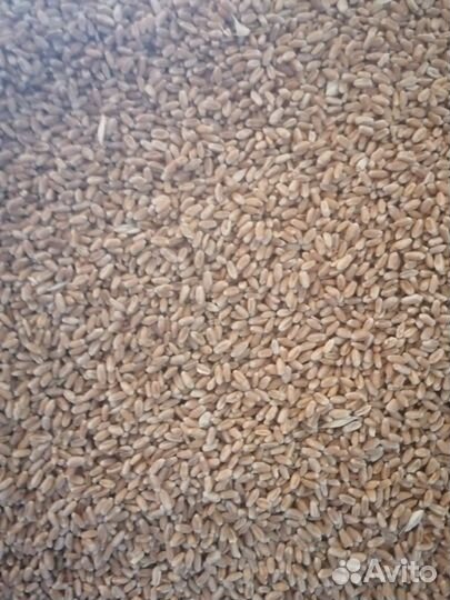 Подсолнечник. оз.пшеница ячмень кукуруза горох