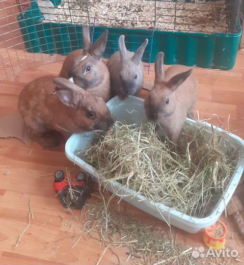 Продам кроликов
