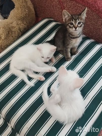 Тайские котята