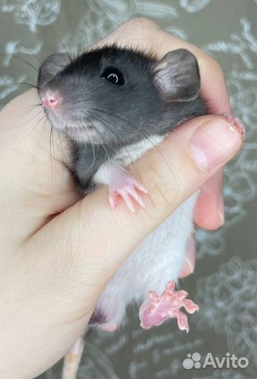 Крысята дамбо