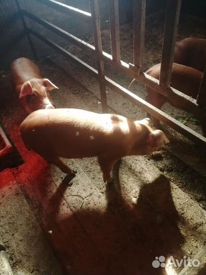 Поросята Дюрок 2,5мес
