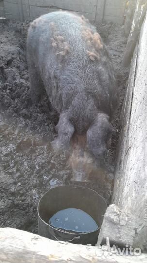 Венгерская мангалица