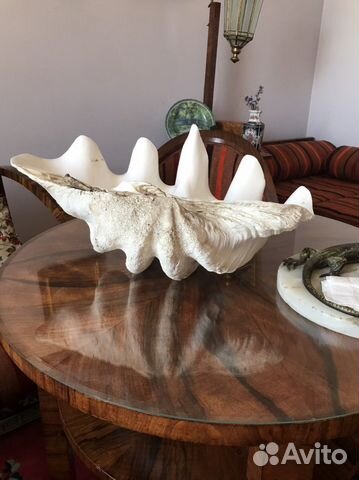 Раковина океаническая или морская. Ракушка