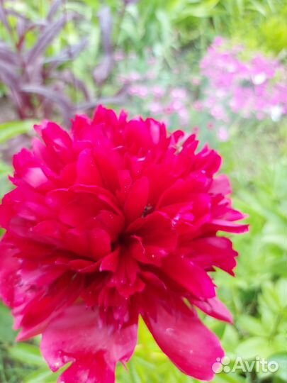 Пион Ред Чарм