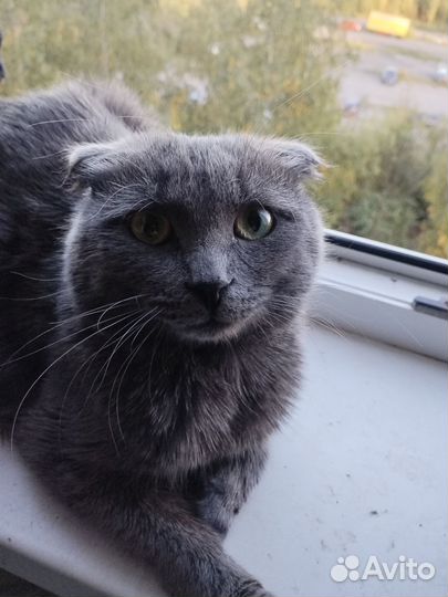 Домашние кошки