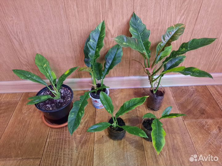 Филодендроны