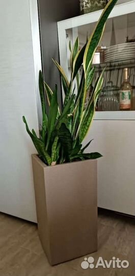 Цветок Сансевиерия