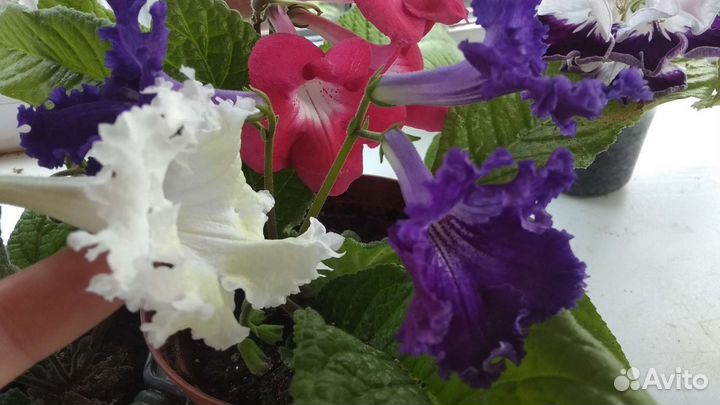 Стрептокарпусы