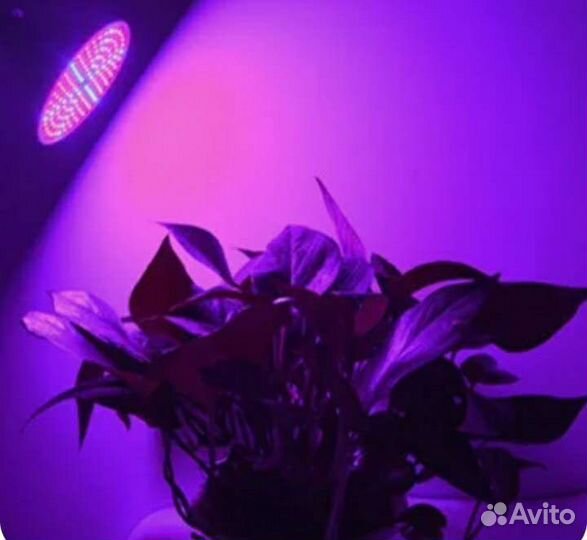 Цветы комнатные