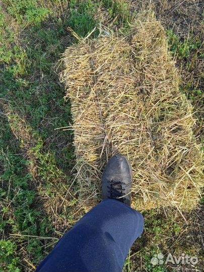 Сено люцерны