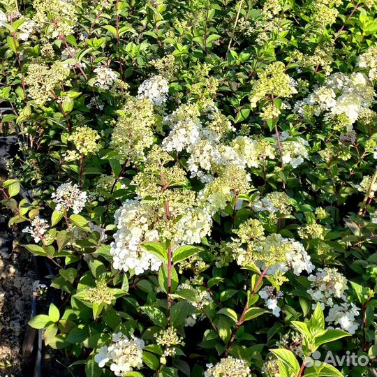 Гортензия Голиаф из питомника растений