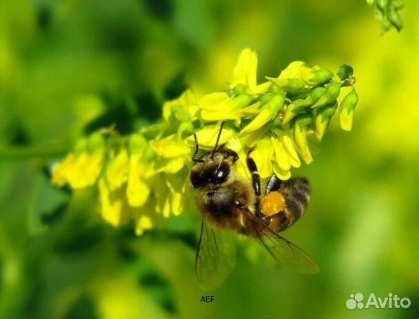 Мед 2024 года натуральный опт