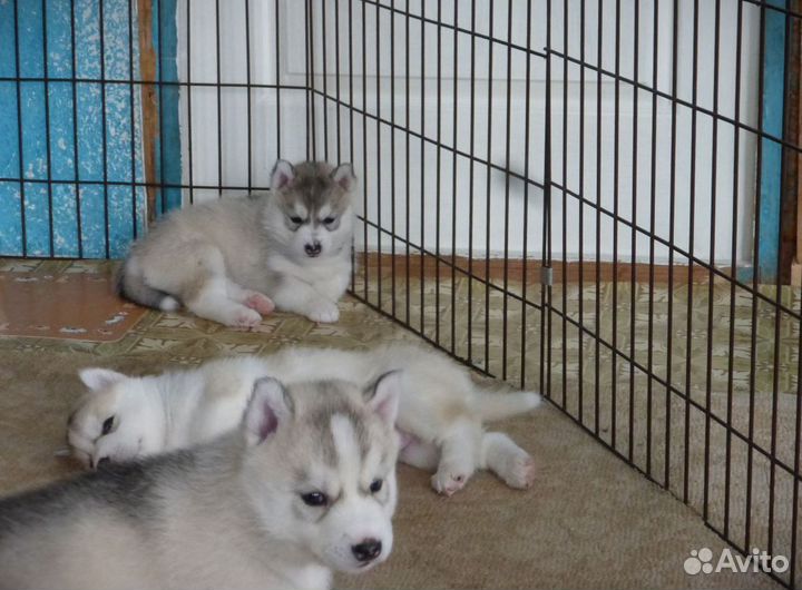 Вольер для собак