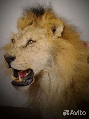 Таксидермия, изготовление чучел, качество