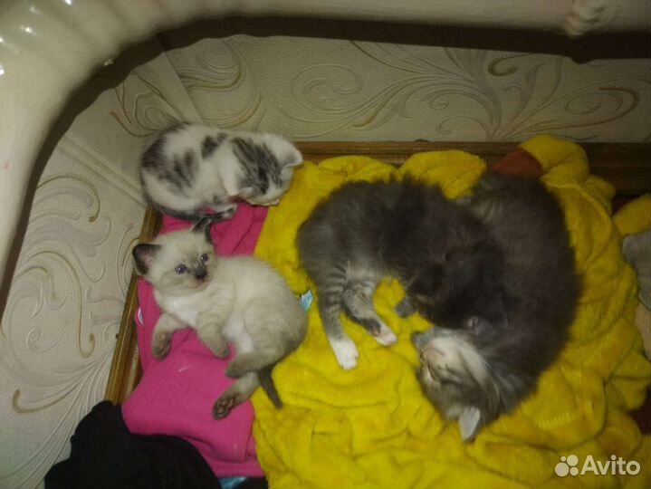 Котята в добрые руки