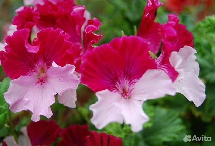 Пеларгонии ангелы