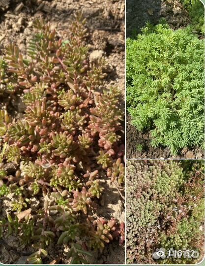 Растения для альпийской горки