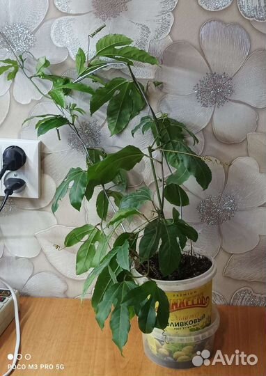 Продам цветы комнатные