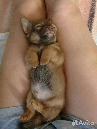 Пекинес смесь с той терьером.щеночки