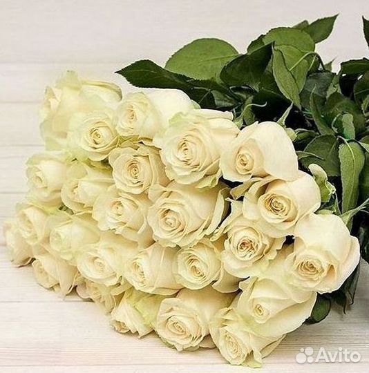 101 роза цветы букеты доставка 25 51 101 роза