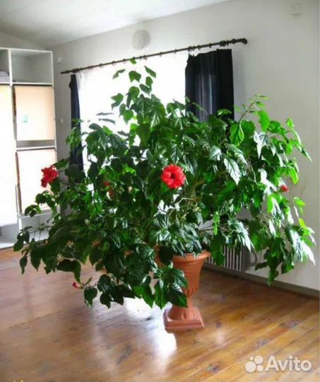 Китайская роза, гибискус бежевый-отростки