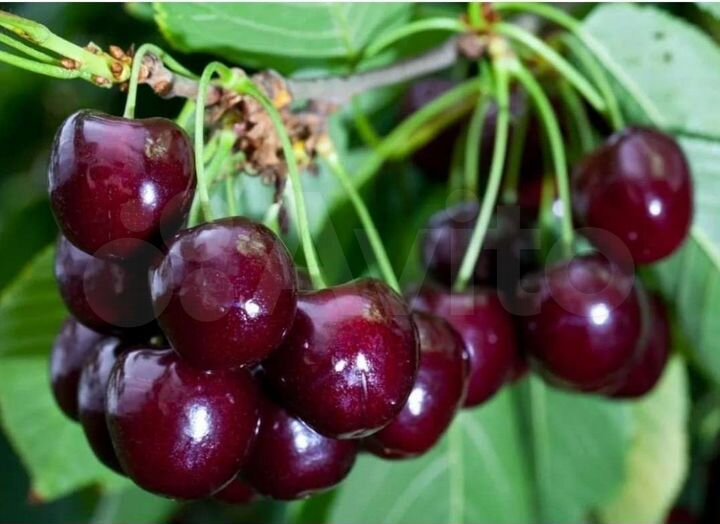 Участок 12 га (СНТ, ДНП)