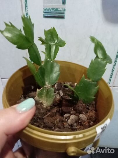 Декабрист шлюмбергера