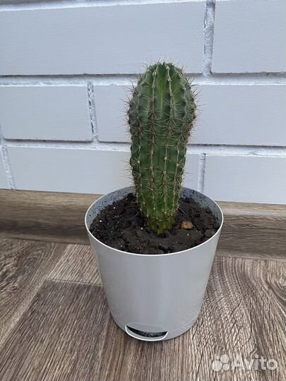Кактус с горшком