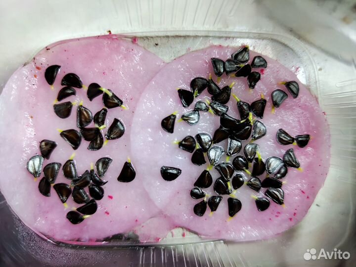 Зефирантес, семена