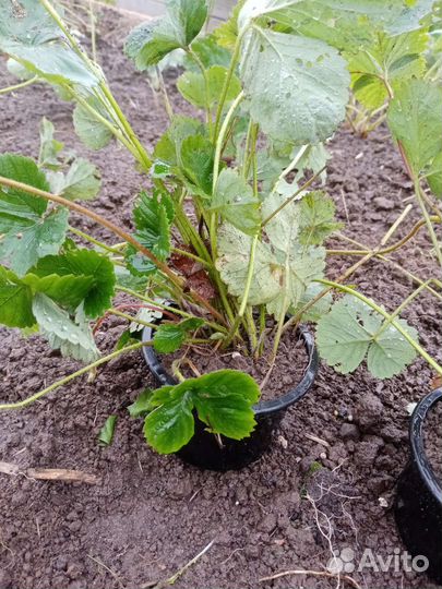 Усы клубники 