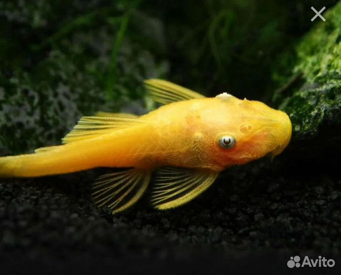 Сомики Анциструсы