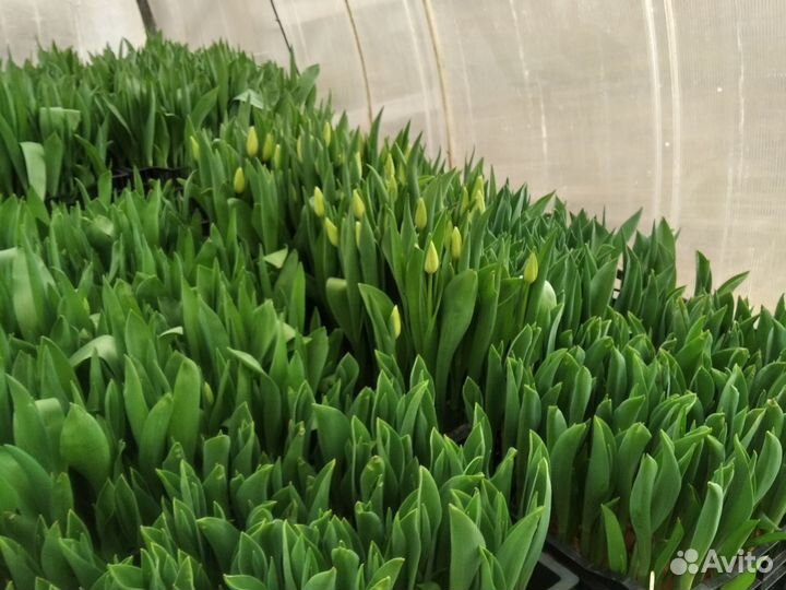 Тюльпаны срез