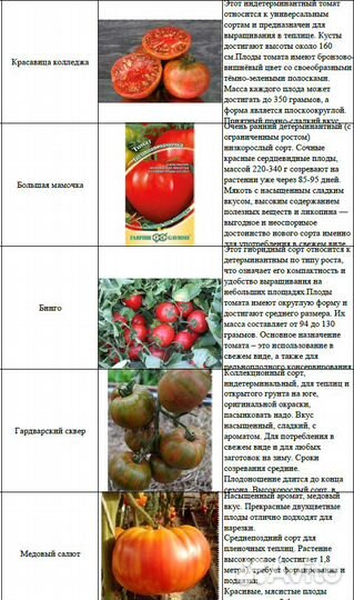 Рассада помидор