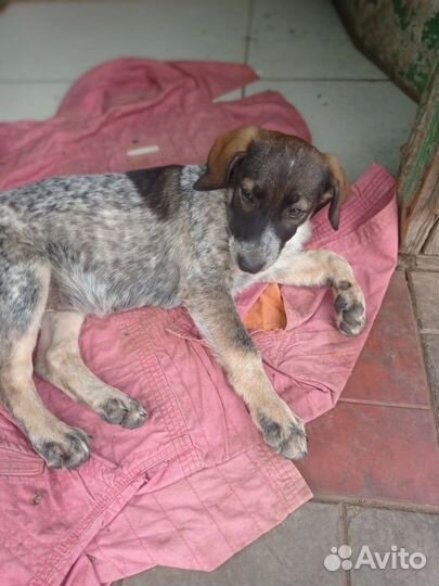 Верные друзья