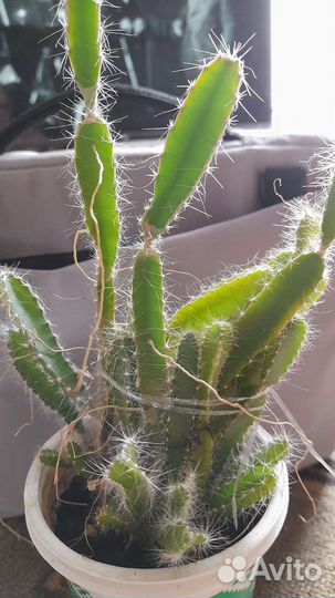 Питахайя, драконий фрукт трёхлетка