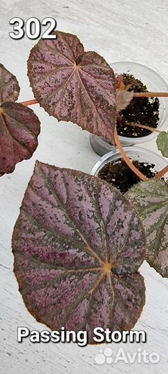 Бегония декоративно лиственная