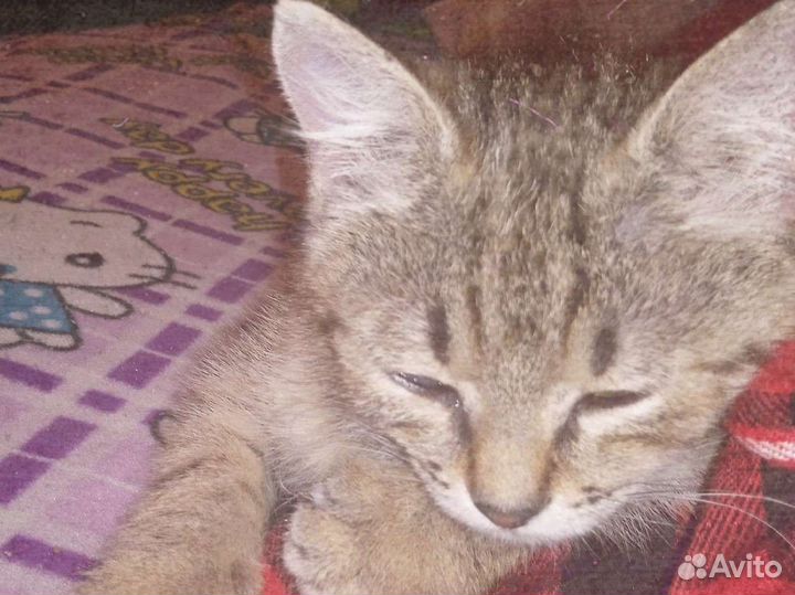 Котенок бесплатно