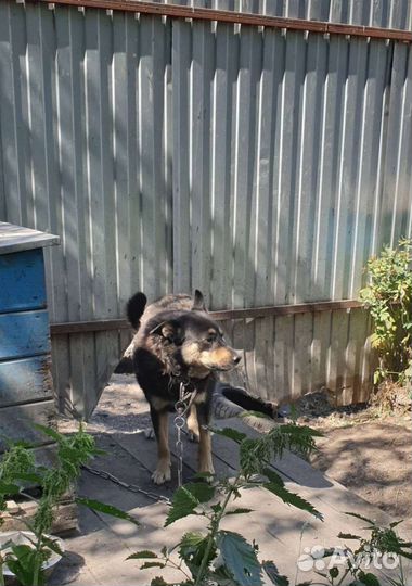 Молодой охранник