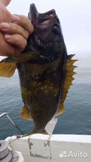 Морская рыбалка на камчатке