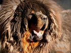 Тибетский лев
