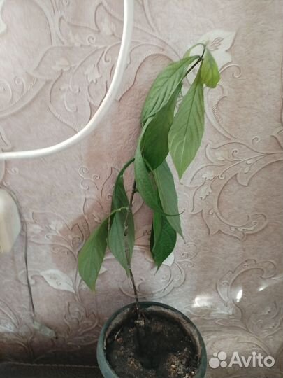 Кордилина, ревина