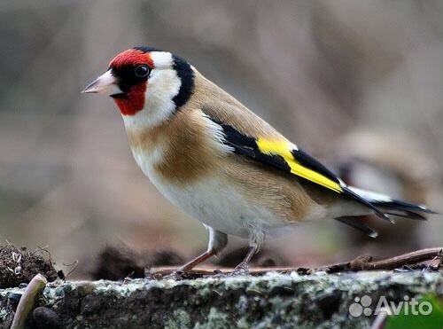 Дикая певчая птица