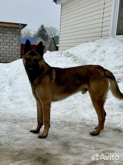 Бельгийкий жених 