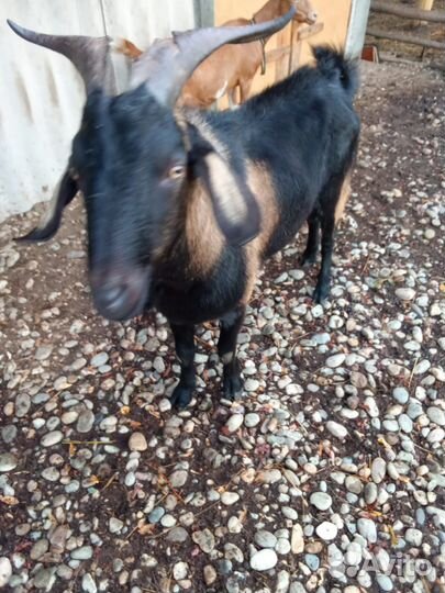 Козел на племя