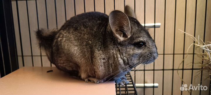 Шиншилла мальчик