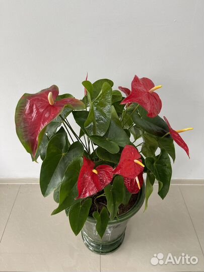 Антуриум и спатифиллум женское и мужское счастья